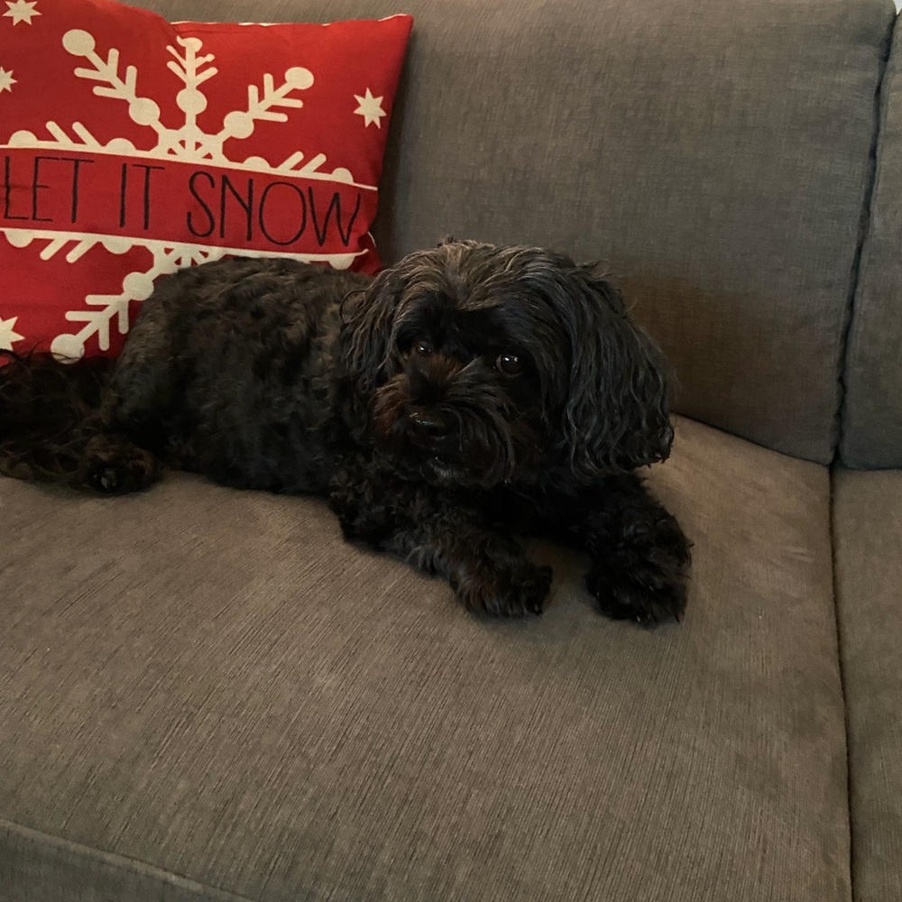 Meet your Posher, Barbi